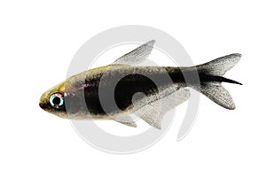 Black emperor tetra Nematobrycon amphiloxus tropical aquarium fish neon tetra
