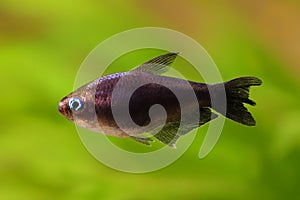 black emperor tetra Nematobrycon amphiloxus tropical aquarium fish neon tetra