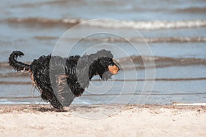 Black english cocker spaniel running fast and jumping on sand at sea coast. Active dog