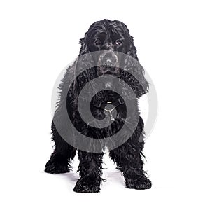 Black english cocker spaniel standing and looking at camera