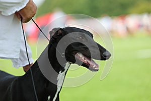Black english greyhound head study at dog show