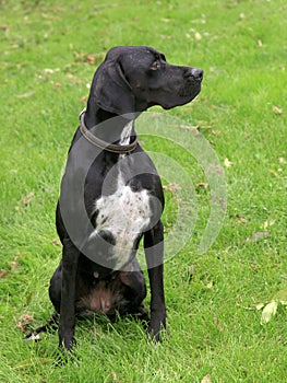 Black english pointer dog