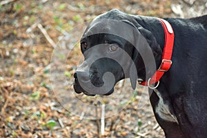 Black English pointer sits on the grass, animals world.