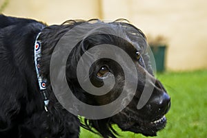 Black English Spaniel Growl