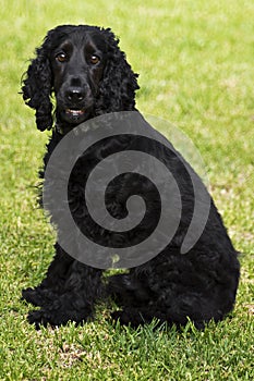 Black English Spaniel Sitting