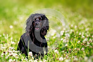 Black english springer spaniel