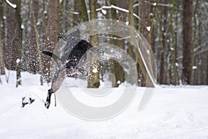 Black English Stafford dog in snow