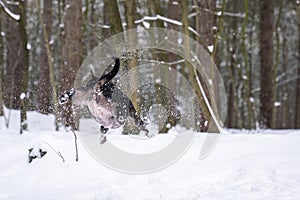 Black English Stafford dog in snow