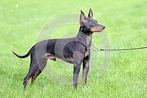 Black English Toy Terrier