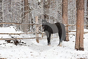 The black equine in winter