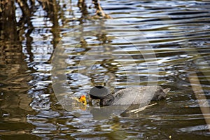 Black Eurasian Coot feeding newly hatched chick.