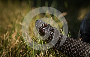 Black European adder - Vipera berus - in Norway