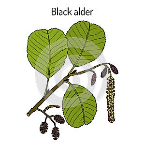 Black or European alder Alnus glutinosa , medicinal plant