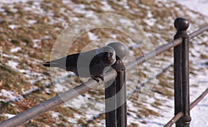 Black European jackdaw on iron railing in winter