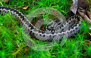 Black European viper in a moss in a dense forest.