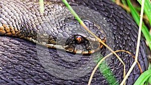 Black European viper (vipera berus)