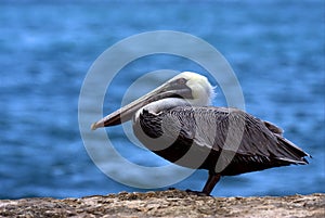 black eye in rock republica dominicana la romana photo