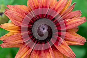 Black eye Susan (rudbeckia hirta) flower