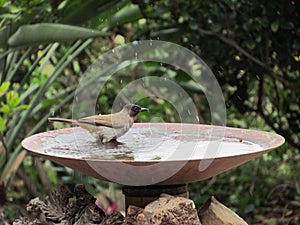 Black-eyed Bulbul taking a bath