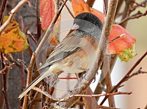 Black eyed junco