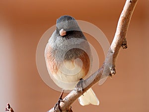 Black eyed junco