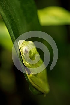 Black eyed Leaf Frog (Agalychnis moreletii)