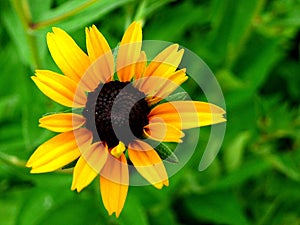 Black-Eyed Susan -1