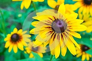 Black Eyed Susan