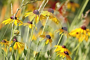 Black eyed Susan photo