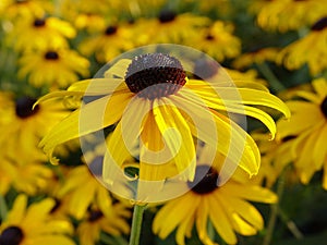 Black Eyed Susan