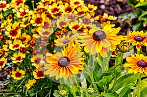 Black Eyed Susan also known as Rudbeckia and cheery Coreopsis perennials photo