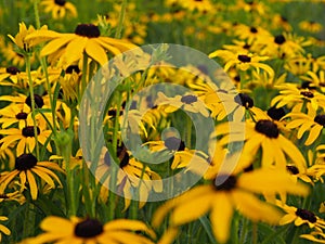 Black-eyed susan bed of flowers