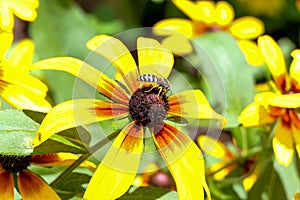 Black Eyed Susan with a bee