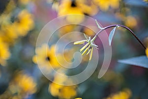 Black-Eyed Susan beginning to bloom