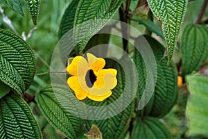 Black-eyed Susan blossom spotted in La Savegre