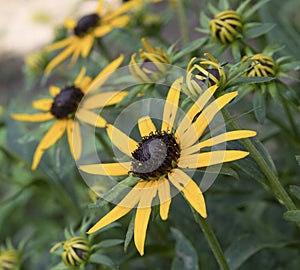 Black Eyed Susan Blossoms and Buds Reaching Towards the Sky