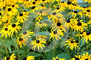 Black eyed susan daisy