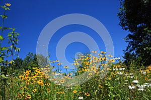 Black Eyed Susan Daisy and Sky