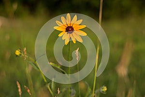 Black-Eyed Susan in a Field