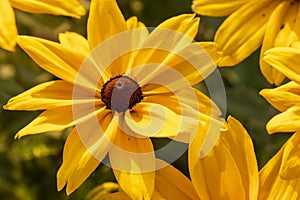 Black Eyed Susan Flower