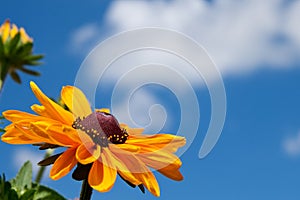 A black eyed susan flower photo