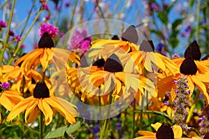 Black-eyed Susan flower