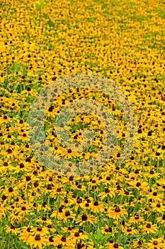 Black-Eyed-Susan flower