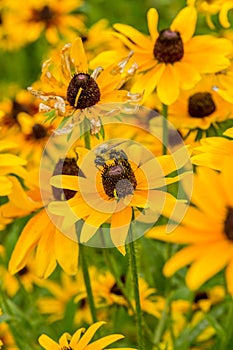 Black-Eyed-Susan flower