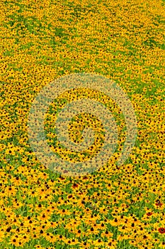 Black-Eyed-Susan flower