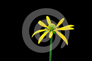 Black Eyed Susan flower