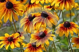 Black-eyed Susan flower