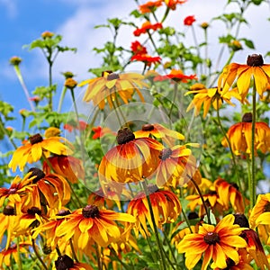 Black-eyed Susan flower