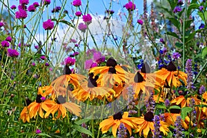 Black-eyed Susan flower