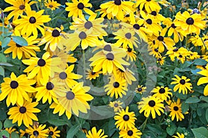 Black-eyed Susan flower bed.